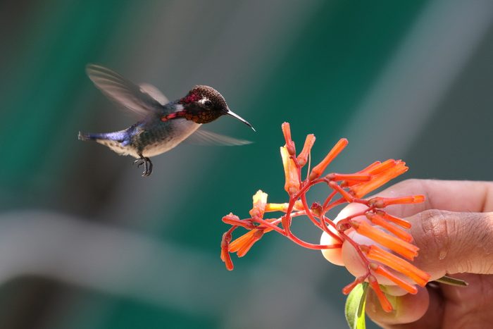 The smallest bird in the world - a Bee Hummingbird - drinks nectar from a plant held by a person. Taken in a Hummingbird Garden near Playa Larga, Cuba