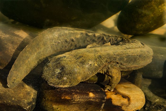 An Eastern Hellbender crawling on the bottom of the creek foraging for crayfish.