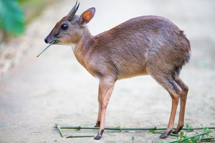 Little royal antelope neotragus pygmaeus in the natural wildlife. Baby deer.