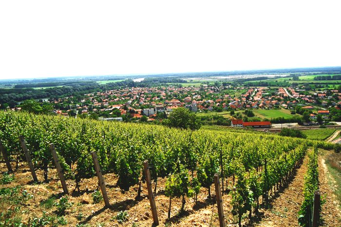 City View and vines on steep hillside in the famous Tokaj wine region, Hungary