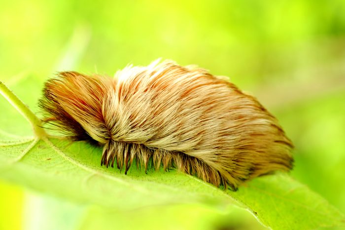 A puss caterpillar in Arenal Volano National Park in Costa Rica