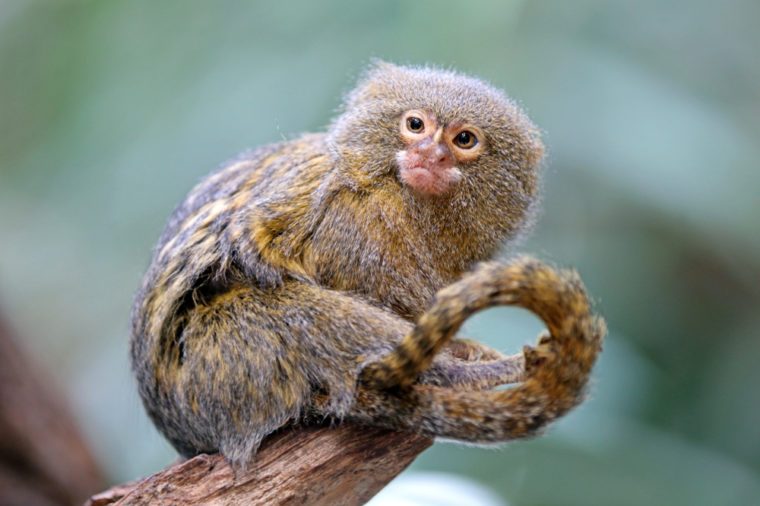 피그미 원숭이 초상화