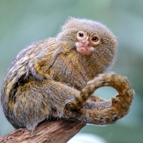 Pygmee monkey portrait