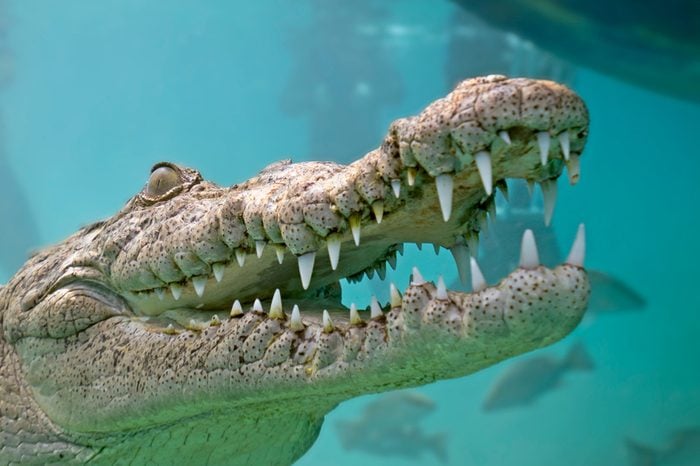 American Saltwater Crocodile in Queen's Gardens, Jardines de la Reyna Cuba