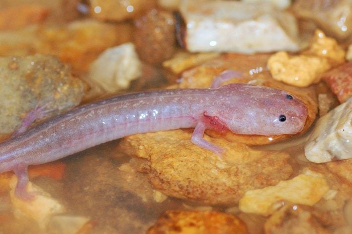 A blind cave salamander in a cave stream - Grotto Salamander, Eurycea spelaea