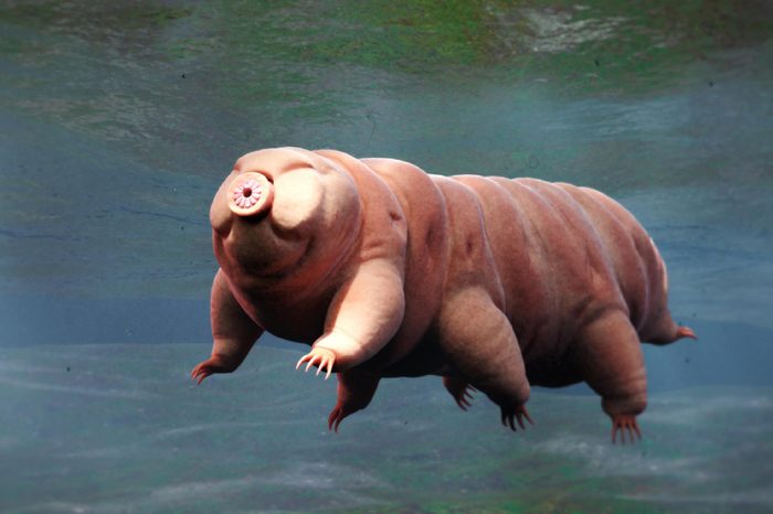 tardigrade, swimming water bear, 3d render