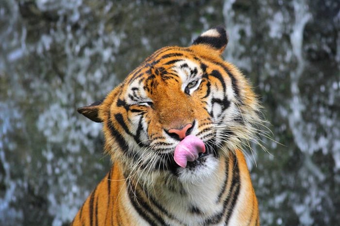 Cute tiger.