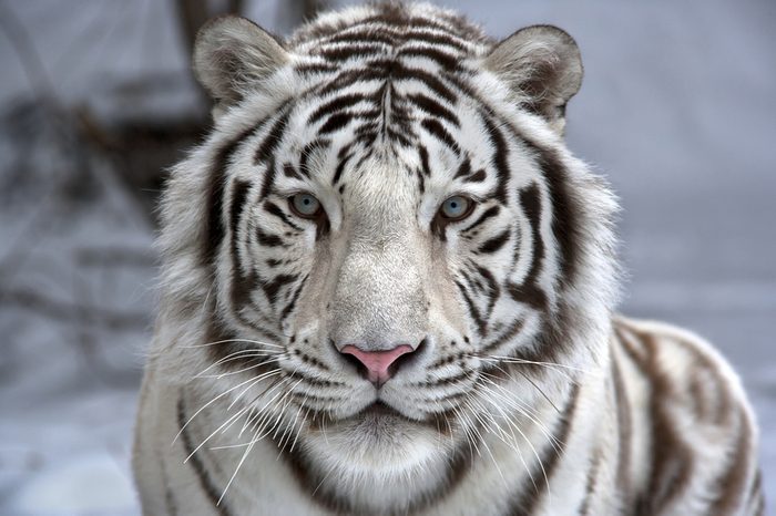 Face to face with white bengal tiger. Closeup portrait.