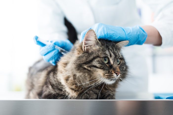 Veterinarian giving an injection to a cat on a surgical table, vaccination and prevention concept