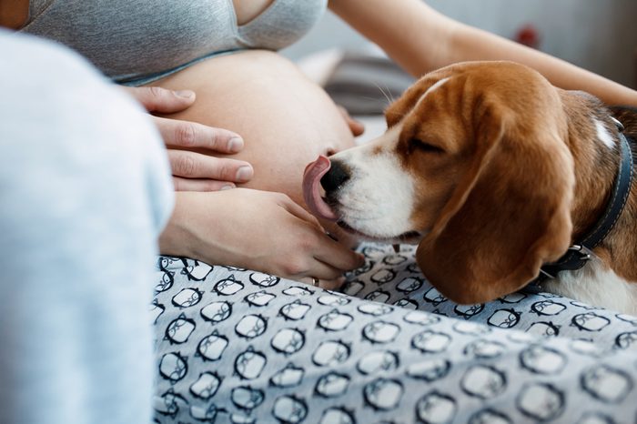 Beagle dog kissing pregnant tummy