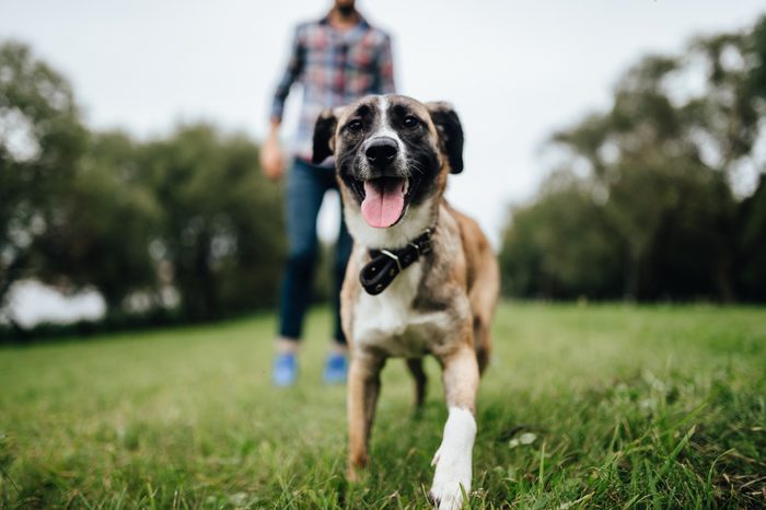 Adult stylish man playing with pet. Family outdoor. Animal lover. Happy dog enjoying freedom. Terrier breeding puppy have fun with owner. Furry crazy canine training at nature. Friends together.