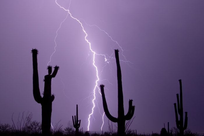 A group of Saguaros enjoy a desert lightning display
