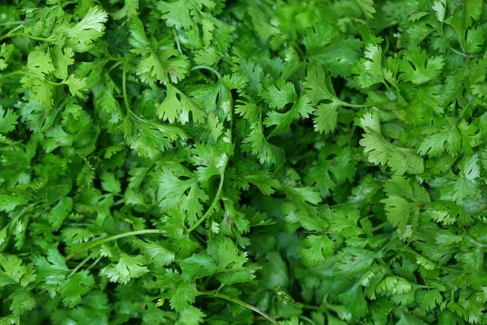 Coriander (cilantro or Chinese parsley) green leaves background