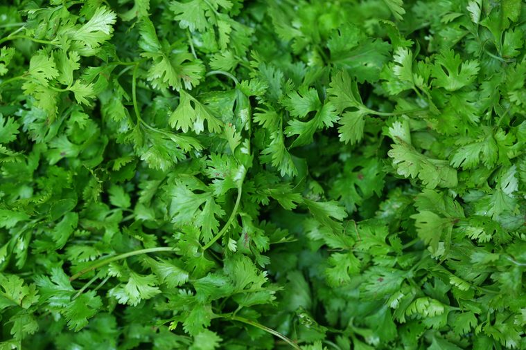 Coriander (cilantro or Chinese parsley) green leaves background