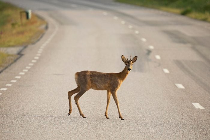 Roe deer (Capreolus capreolus) On the road.