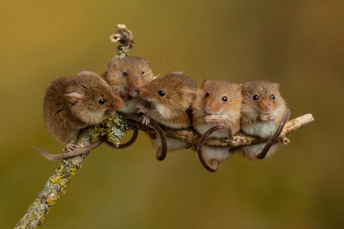 Harvest Mice Micromys minutus playing on twigs climbing Harvest Mouse cute rodents 