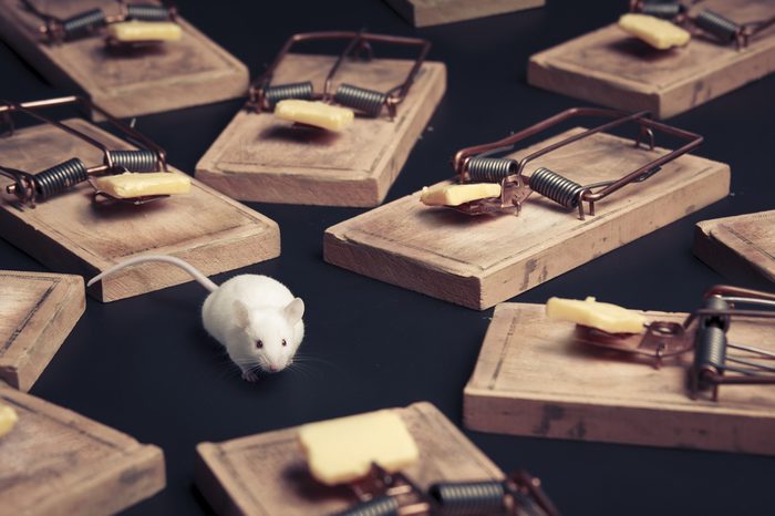 mouse in danger surrounded by mouse traps