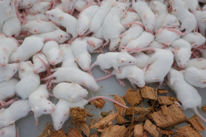 mice , Newly born rats
