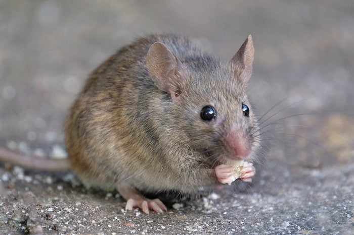 Mice in urban house garden feeding.