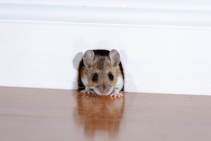 WHITE FOOTED MOUSE