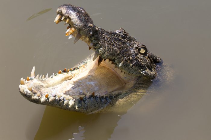 crocodile open mouth in water with reflection 