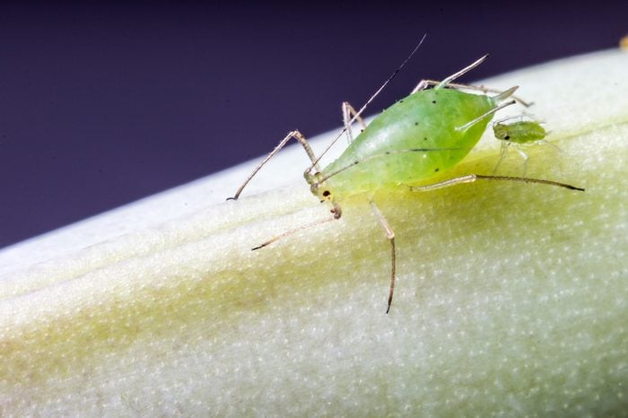 Female aphid with new baby nymph