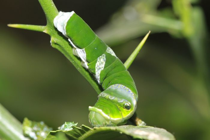 Asian swallowtail instar caterpillar