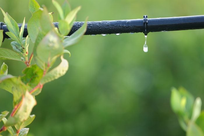 Drip Irrigation System Close Up. Water saving drip irrigation system being used in a Blueberry field. 