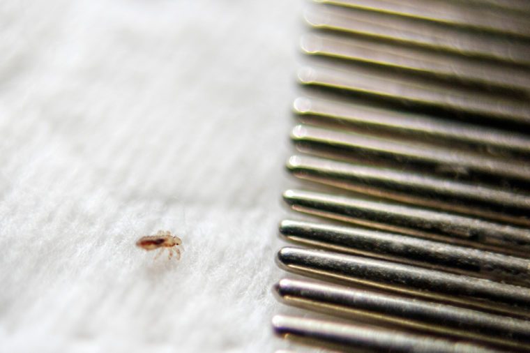 Louse on a white cotton pad near the crest