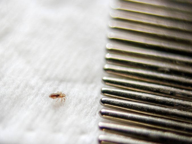 Louse on a white cotton pad near the crest