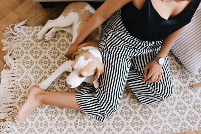 Overhead view of tanned girl in striped pants sitting on carpet with beagle dog sleeping beside. Portrait from above of woman in trendy bracelet resting on wooden floor with cute puppy.