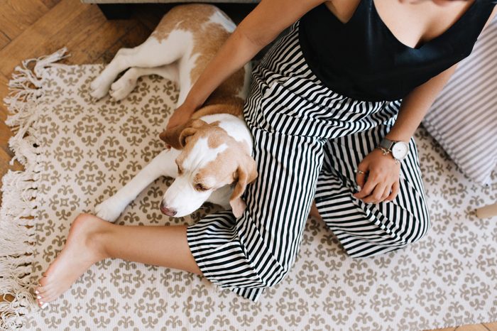 Overhead view of tanned girl in striped pants sitting on carpet with beagle dog sleeping beside. Portrait from above of woman in trendy bracelet resting on wooden floor with cute puppy.