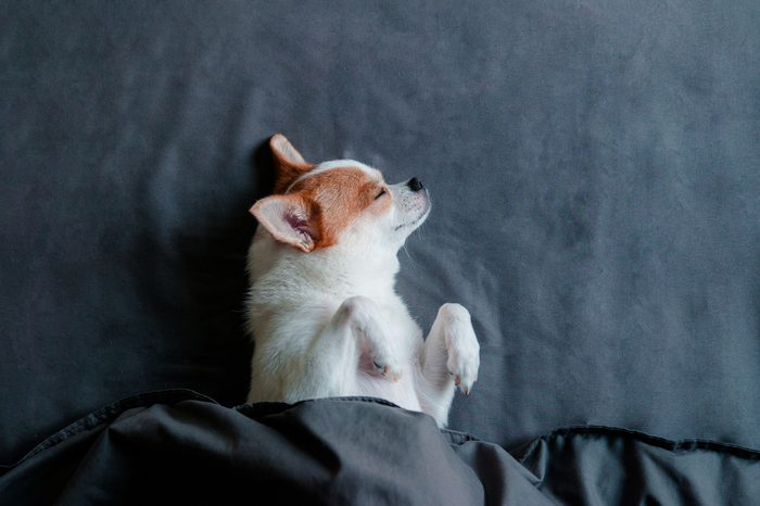 Sleeping Cute Chihuahua dog under blanket in bed