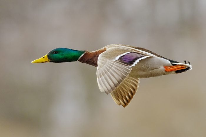 Mallard duck male in active flight.