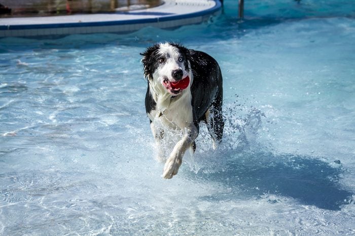 Australian Shepherd dog planning fetch in water of local swimming pool