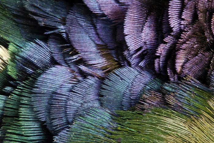 Detailed texture of golden pheasant feathers