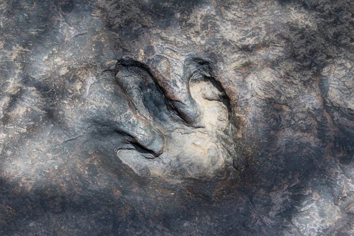 Real dinosaur footprint , Thailand.