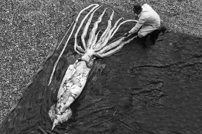 Giant Squid (Architeuthis sp.) dead, 30ft. over-all length, stranded on beach, with biologists measuring tentacles, Ranheim, Norway, 1928 (Erling Sivertsen)