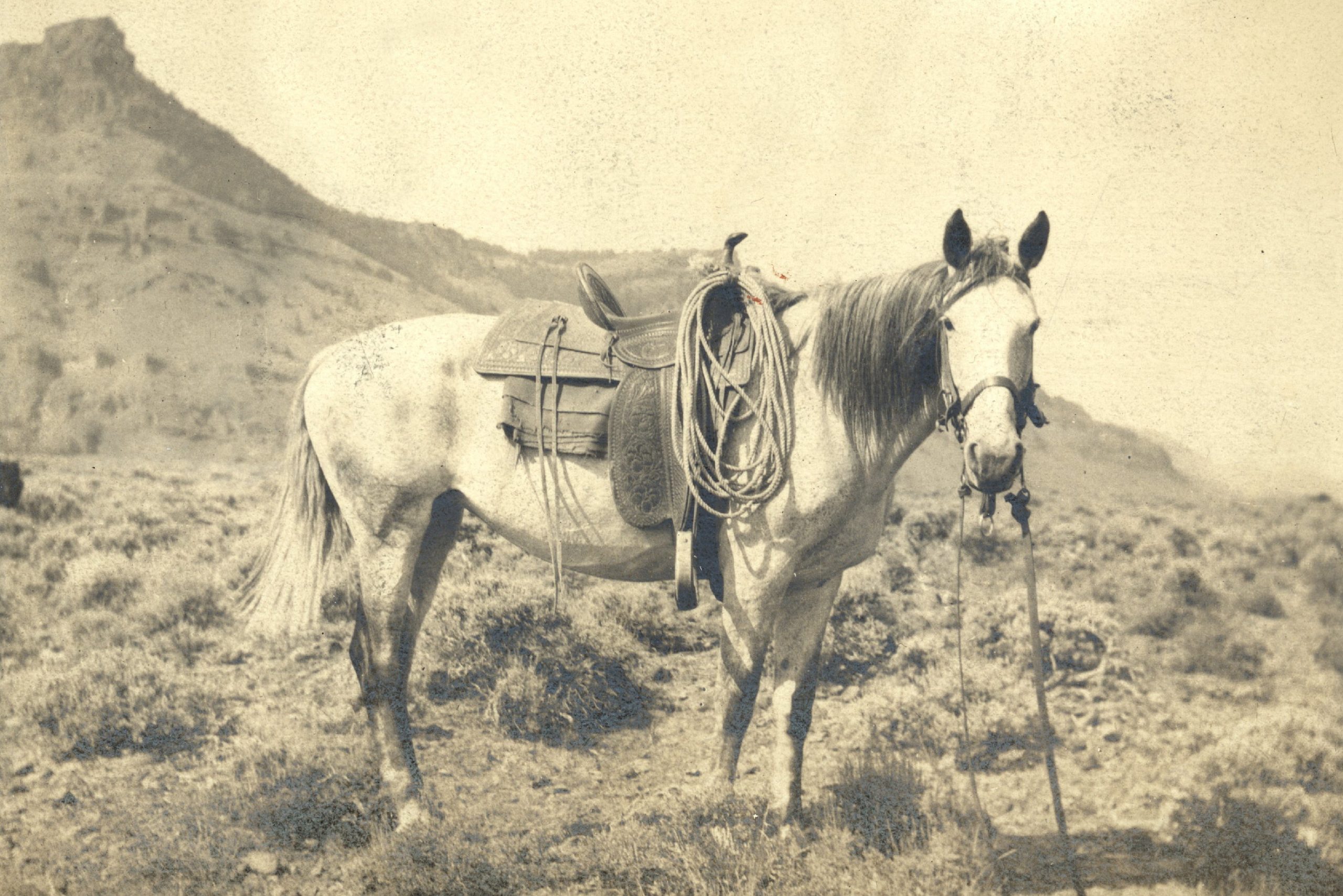 Mandatory Credit: Photo by Bill Manns/Shutterstock (7647211xl) Saddled mustang cow pony (horse), c1890 Art