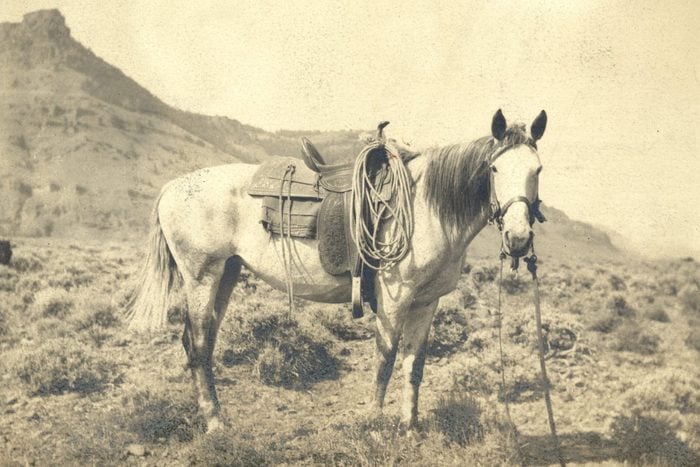 Mandatory Credit: Photo by Bill Manns/Shutterstock (7647211xl) Saddled mustang cow pony (horse), c1890 Art