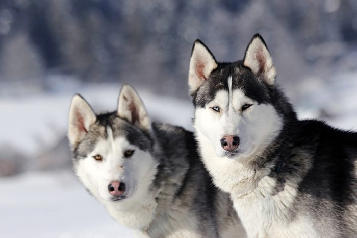 Two Siberian huskies in a snowy landscape