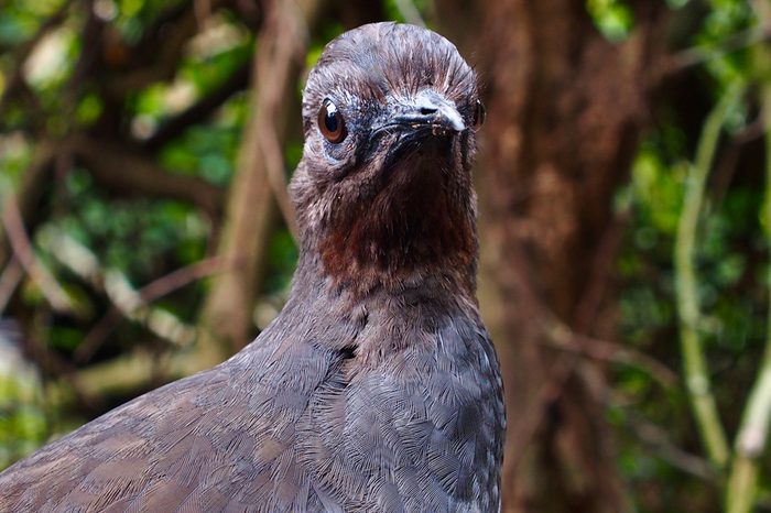Proud Dignified Superb Lyrebird in a Cool Composed Stance. 