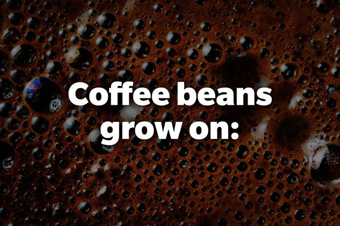 Coffee beans grow on: