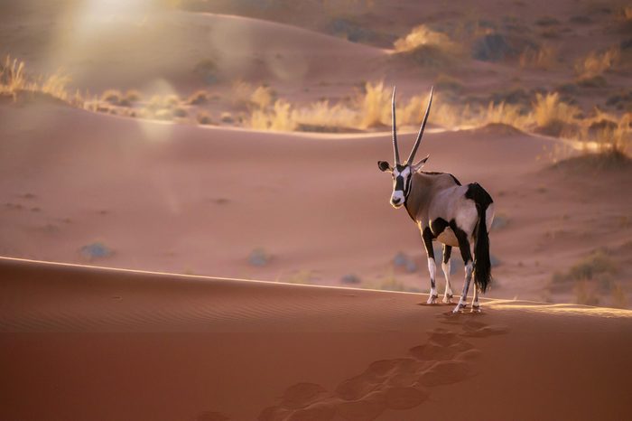 A solitary oryx (oryx gazella) standing still on top of a sand dune ridge looking at the camera, with sunset back lighting and lens flare. In Sossusvlei, Namib Desert, Namibia.
