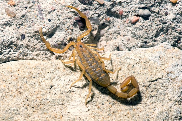 Bark Scorpion - Centruroides exilicauda (formerly C. sculpturatus) - small light brown scorpion common to the Sonoran Desert in southwest United States and northwestern Mexico