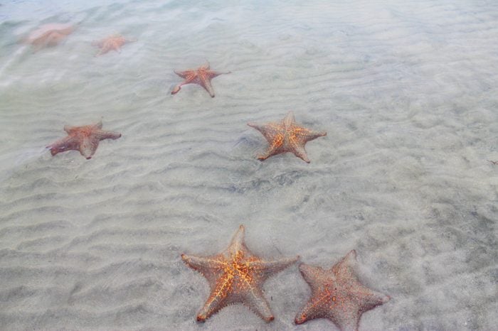 Set of red starfish on a beach in Bocas del Toro, Panama