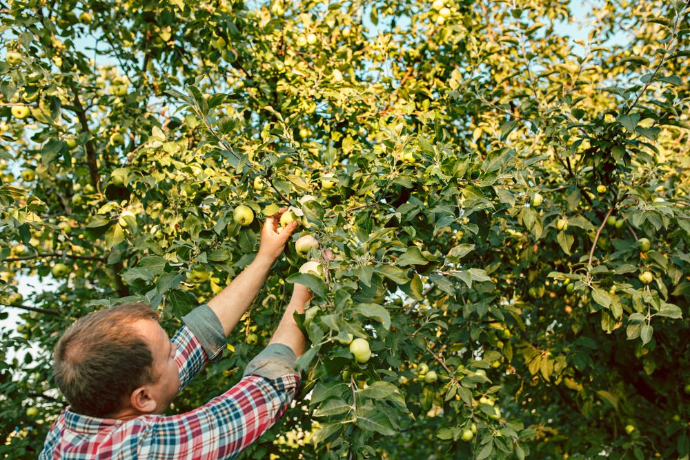 The male hand during picking apples in a garden outdoors. Love, family, lifestyle, harvest concept. Green trees background.