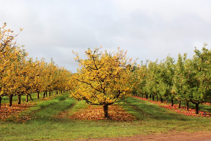 Apple orchard in late autumn with leaves changing color and red apples fallen on ground due to downturn in market at Donnybrook, Western Australia.