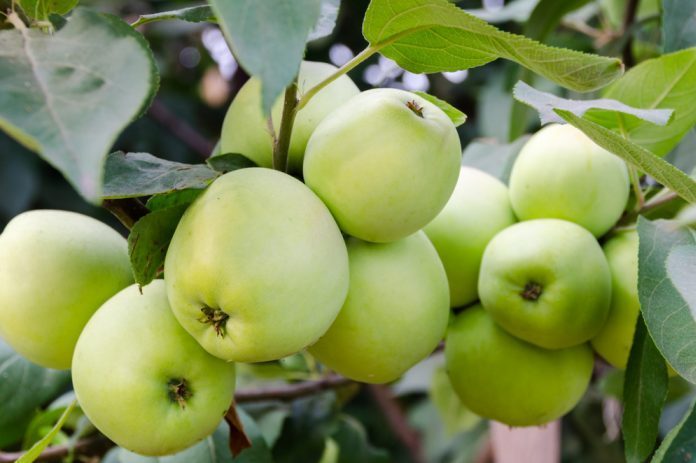 Green apples grow in the garden on a branch.