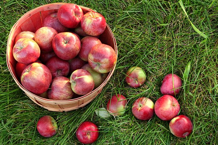 Overhead shot of a basket of freshly picked apples in grass